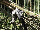В Индии рухнуло дерево, на котором гнездились аисты: более 800 птиц погибли