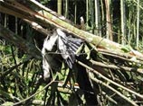В Индии рухнуло дерево, на котором гнездились аисты: более 800 птиц погибли В Индии рухнуло дерево, на котором гнездились аисты: более 800 птиц погибли