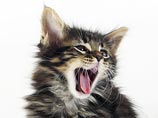 Британка заплатила 20 тысяч долларов, чтобы ее кот вновь смог сказать "мяу" Британка заплатила 20 тысяч долларов, чтобы ее кот вновь смог сказать "мяу"