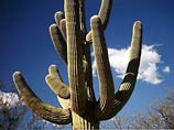 Полиция США объявила "электронную войну" похитителям кактусов в пустыне Аризона