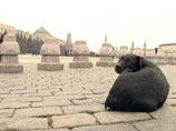В Москве собакам разрешили лаять на два часа дольше, а хозяевам запретили  заводить их  для боев