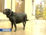 Собака Путина из рук Иванова наконец получила ошейник с отечественной спутниковой навигацией