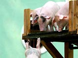 Свиньи в России будут преодолевать полосу препятствий и прыгать в воду 