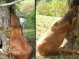 В США фермер спас лошадь, застрявшую головой в дупле дерева