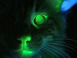 Американские ученые из центра Audubon в Новом Орлеане вывели светящуюся кошку