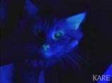Американцы вывели кошку, которая светится в темноте (ВИДЕО)