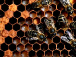 Ученые установили, что пчелы умеют считать до четырех
