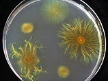 Клетки бактерии Myxococcus xanthus могут собираться вместе и двигаться по направлению к другим бактериям, окружать их и полностью съедать