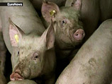 Россельхознадзор: грузинские кабаны заразили чумой свиней в России. Вирус может перейти на людей