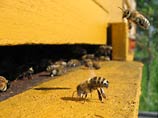 Пчелы гибнут по всему миру. Ученые бьют тревогу, пчеловоды требуют денег на поиск причин бедствия 