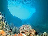 Ученые обнаружили более 200 видов новых морских организмов. В их числе древний осьминог и гигантская бактерия Ученые обнаружили более 200 видов новых морских организмов. В их числе древний осьминог и гигантская бактерия