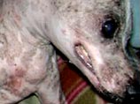 Самый уродливый пес в мире, одноглазый Гас, скончался от рака 