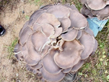 Аномально теплая погода в Калининградской области стала одной из причин появления в лесах грибов-гигантов. Например, в лесах под городом Гусев местные жители нашли несколько огромных грибов, необычной формы, которые ранее здесь никогда не встречались