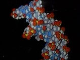 Ученые под руководством Марии Бласко создали "супергрызунов" путем увеличения уровня фермента, добавляющего особые повторяющиеся последовательности ДНК, - теломеразы