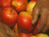 Регулярное употребление яблок способствует продлению срока жизни человека, а также омоложению организма