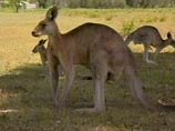 Ученые расшифровали геном кенгуру: генетически человек очень напоминает сумчатых