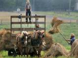 Американские фермеры-аманиты не хотят ставить печать дьявола на своих коров