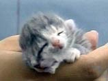 В Австралии родился двуглавый котенок: он выглядит довольным и мяукает обеими головами