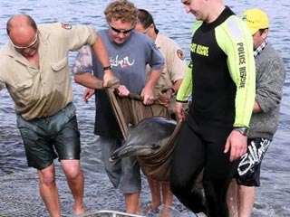 Массовое самоубийство дельфинов в Австралии - более 50 млекопитающих выбросились на берег