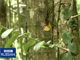 Ящерицы вида Anolis gundlachi, обитающие в лесах Пуэрто-Рико, подают друг другу сигналы приседаниями и отжиманиями Ящерицы вида Anolis gundlachi, обитающие в лесах Пуэрто-Рико, подают друг другу сигналы приседаниями и отжиманиями