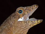 Обычно мужские особи Anolis, которых можно распознать по желтому подгрудку, выказывают сородичам свои претензии на определенный участок ствола дерева, раздувая зоб и покачивая головой Обычно мужские особи Anolis, которых можно распознать по желтому подгрудку, выказывают сородичам свои претензии на определенный участок ствола дерева, раздувая зоб и покачивая головой
