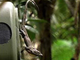 Ящерицы из лесов Пуэрто-Рико общаются, приседая и отжимаясь