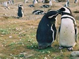 Пару пингвинов-геев, ворующих яйца в зоопарке, подвергли остракизму и не дали стать отцами