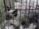 Власти конфисковали 60 котов и кошек из дома одного из жителей голландского города Тилбург Власти конфисковали 60 котов и кошек из дома одного из жителей голландского города Тилбург