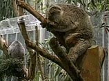 Австралия предлагает всем желающим в подарок к Рождеству усыновить живого коалу