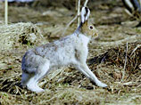 В Белоруссии зайцы-беляки из-за аномального тепла не могут спрятаться от хищников