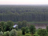 Борьба за Химкинский лес длится уже два года. При реализации проекта строительства скоростной магистрали Москва - Санкт-Петербург под вырубку попадет обширный лесной массив