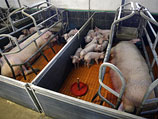 Свинина из Ирландии возвратится на прилавки магазинов при условии, что этот продукт не имеет отношения к зараженным стадам