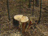 Хвойные деревья в Новосибирске таким способом защищают уже пятый год. "В результате этих профилактических мероприятий, количество незаконно срубленных еловых насаждений значительно уменьшилось", - отмечается в сообщении