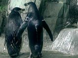 "Хэппи-энд" в истории пары пингвинов-геев. Получив яйца, они стали превосходными папами
