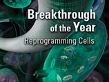 Превращение взрослых клеток в стволовые признано главным научным прорывом 2008 года