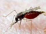 Финская полиция считает, что поймала вора с помощью крови, добытой из комара