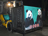 Две панды, подаренные Китаем Тайваню в знак мира и единения, вылетели спецрейсом в Тайбэй