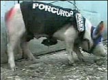 Молдавский бизнесмен нарядил свинью в форму прокурора, а осла - в форму полицейского, за что заплатит штраф