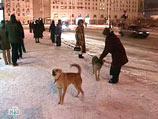 Согласно официальной переписи, в столице насчитывается около 27 тысяч бездомных собак