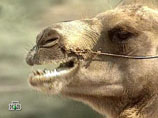 В ОАЭ начался конкурс красоты среди верблюдов - шоу на миллионы долларов