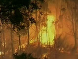 МЧС прогнозирует большее количество природных пожаров в 2009 году