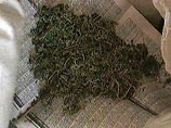 В Якутии наркоманы собирают коноплю под снегом даже в сильные морозы В Якутии наркоманы собирают коноплю под снегом даже в сильные морозы