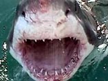 The Times составила СПИСОК самых удивительных находок в желудках акул 