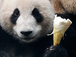 Панда покусала посетителя зоопарка в Пекине