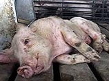 На Ставрополье свиньи начали болеть африканской чумой