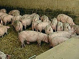 На свиноферме начали уничтожать поголовье путем сжигания. Всего уничтожению подлежат около 2,2 тыс. голов колхозных свиней