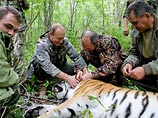 Путин следит за передвижениями в тайге тигрицы, на которую он лично надел ошейник с GPS