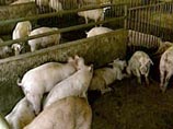 В Сочи и на Ставрополье свиньи гибнут от африканской чумы