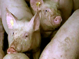 За распространение вируса африканской чумы свиней на Ставрополье будут судить четырех колхозников