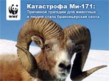 Всемирный фонд дикой природы (WWF) России в среду направил письмо Генеральному прокурору России с просьбой проверить законность охоты на горных баранов арагли с вертолета Ми-8, разбившегося на днях на Алтае